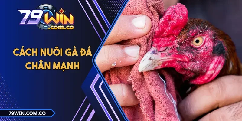 Cách Nuôi Gà Đá Chân Mạnh Trong 21 Ngày Cực Kỳ Hiệu Quả