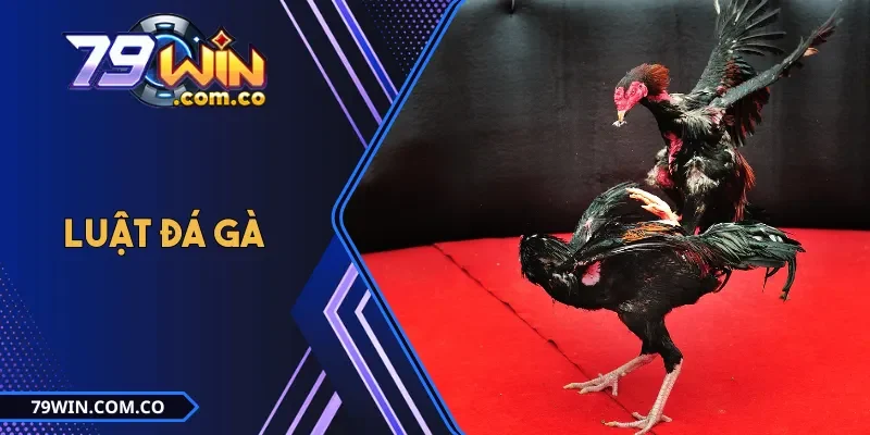 Luật Đá Gà Ba Miền - Quy Định Cơ Bản, Đặc Điểm Từng Khu Vực 1 Luật Đá Gà Ba Miền - Quy Định Cơ Bản, Đặc Điểm Từng Khu Vực